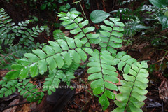 Adiantum latifolium